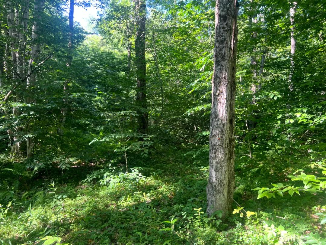 Whitetail Run Preserve
