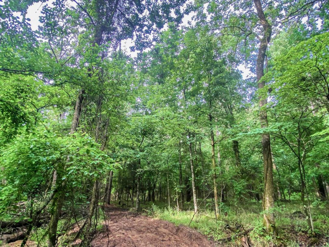 Seasonal Creek, Mature Pines, and 1.3 Acres in Eagle Mountain