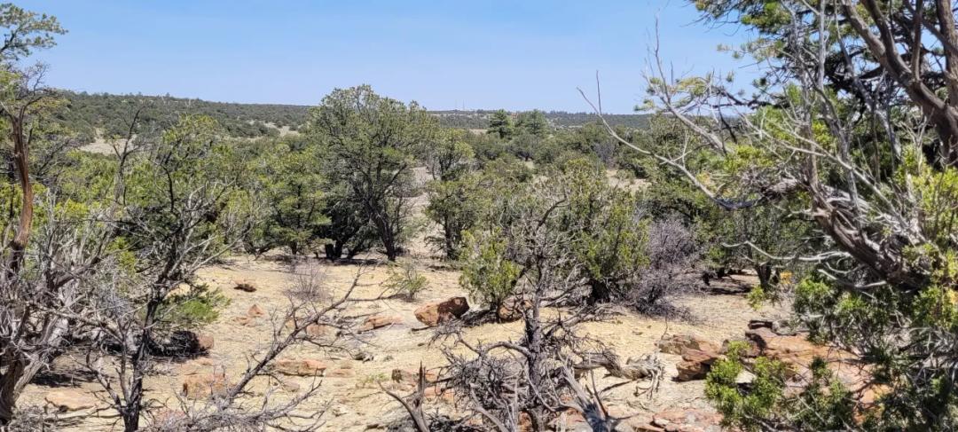 12+ acres - Trees/Views Off the beaten path - Between Pine Hill & Candy Kitchen