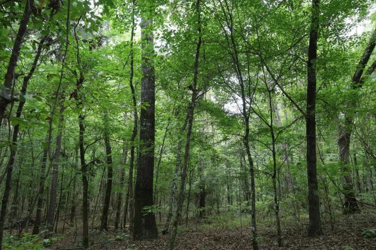 LA - Caldwell 9.5 acres +/- 