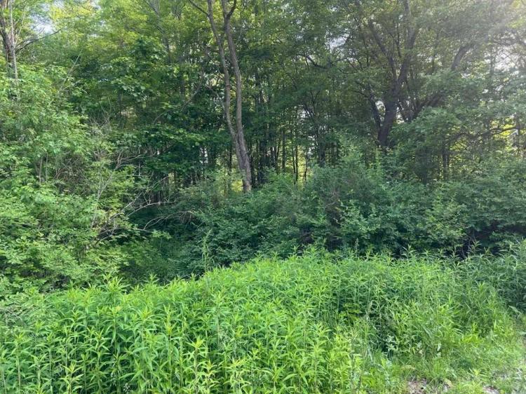 0.34 Acres at 8 Collamer Road