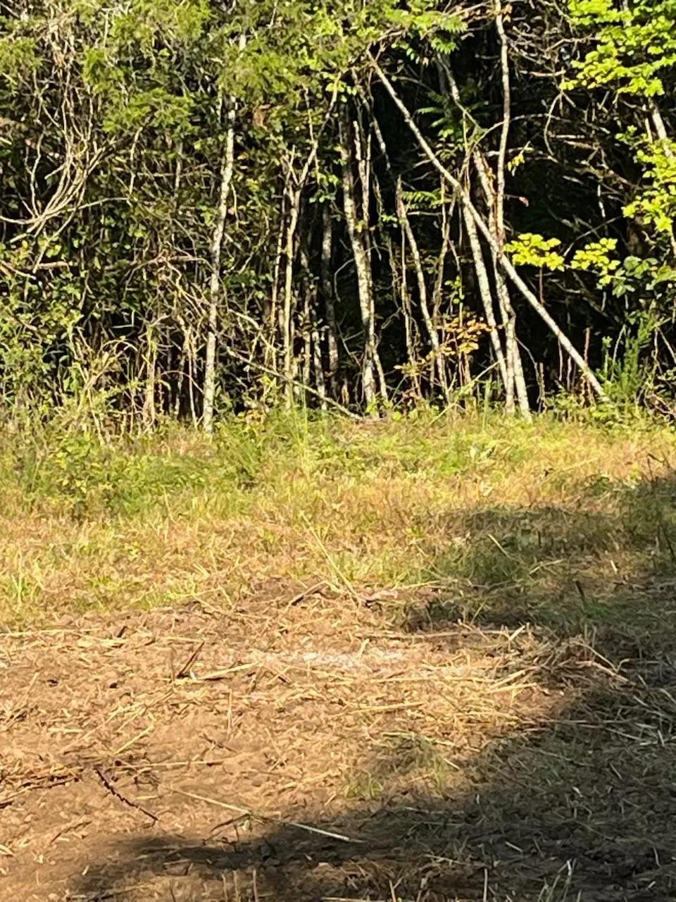 Hunter's Paradise! 11.52 Private Acres Loaded with Mature Timber