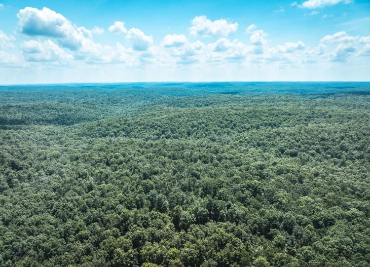 Land & Timber 65