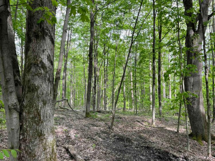 32 acres Woodlands with Camper in Rushford NY 9543 Cream Ridge Rd