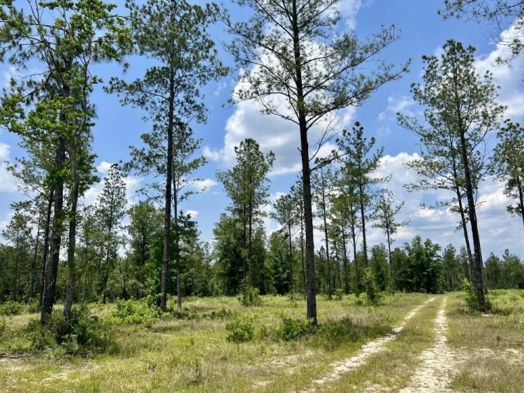 25.00 Acres at 0 County Road 64