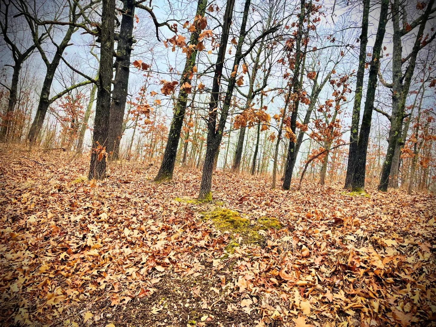 Untitled design (1)