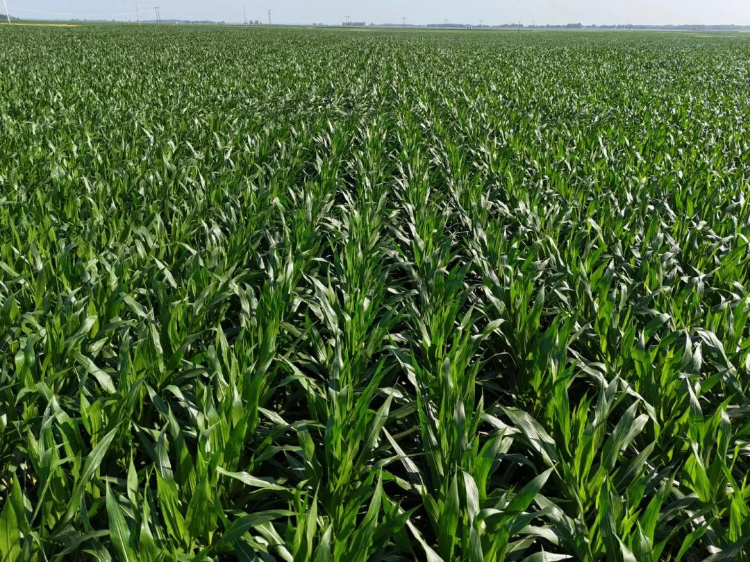 The Smith Farmland Auction | 109.54 +/- Acres | DeWitt County, IL