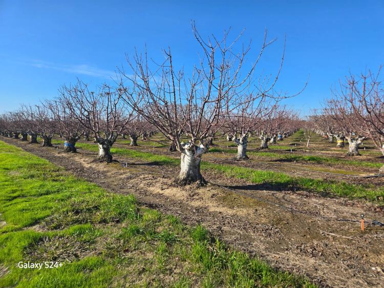 Fox Lee Ranch Investment Opportunity, Andrus Island, CA
