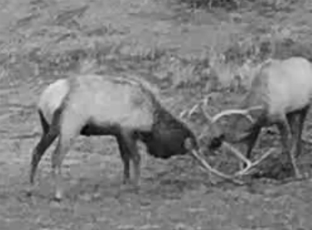 Elk Crossing Ranch