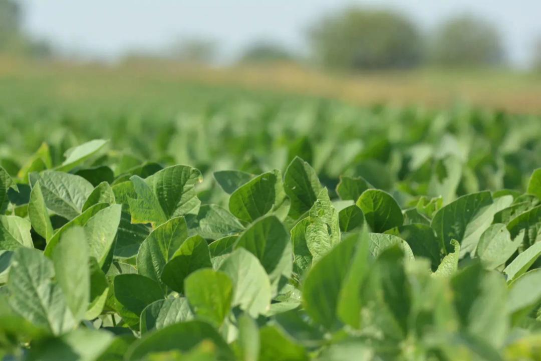 75 Acres of Osage County, Kansas Land for Sale - Tillable Farm and Build Site