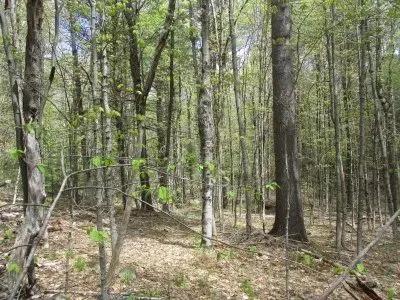 Elm Hill Forest