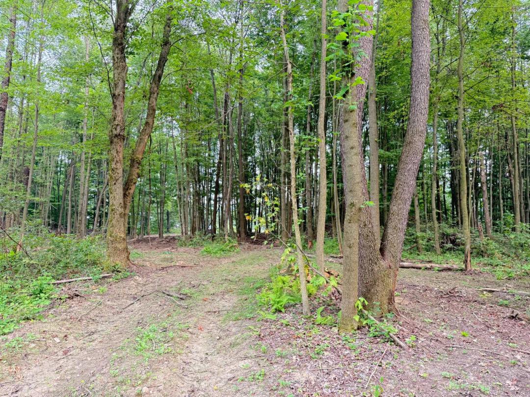 Wooded Recreational or Building Parcel Near Lake Wilhelm