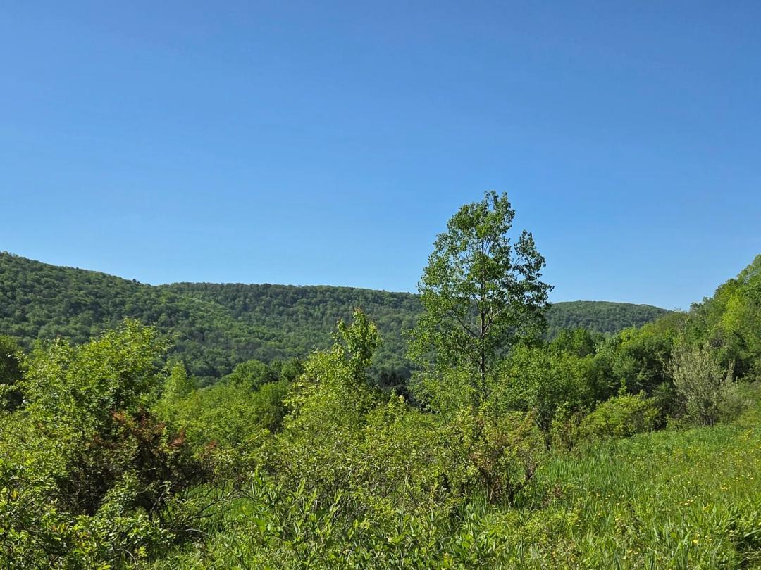 The Ridge at 446