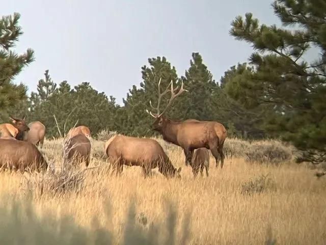 Greycliff Hunting Preserve