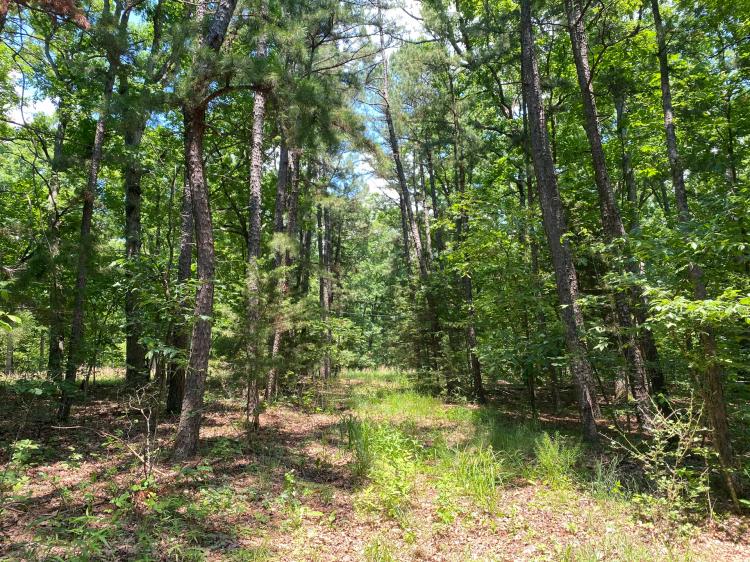 Gasconade Rolling Oaks