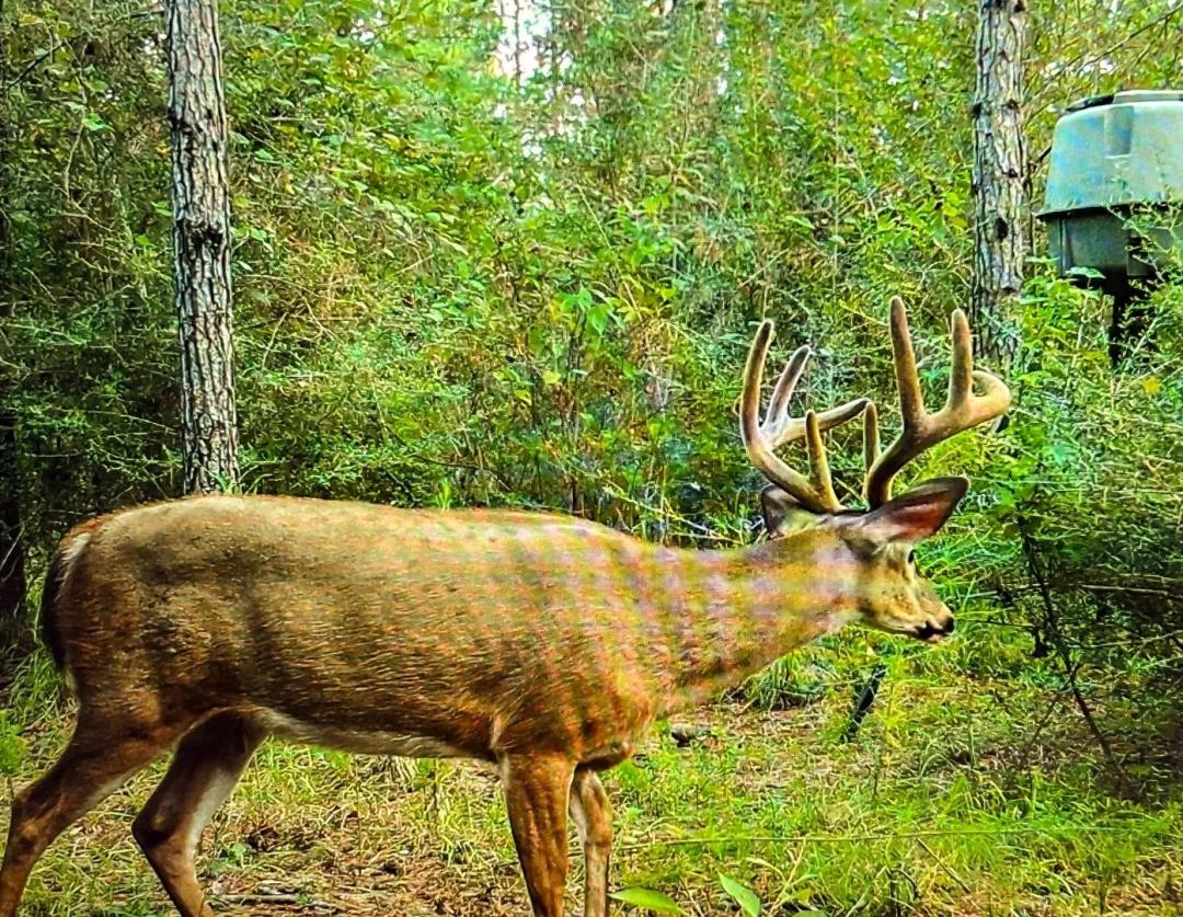 Old Creek Recreational and Timber Investment