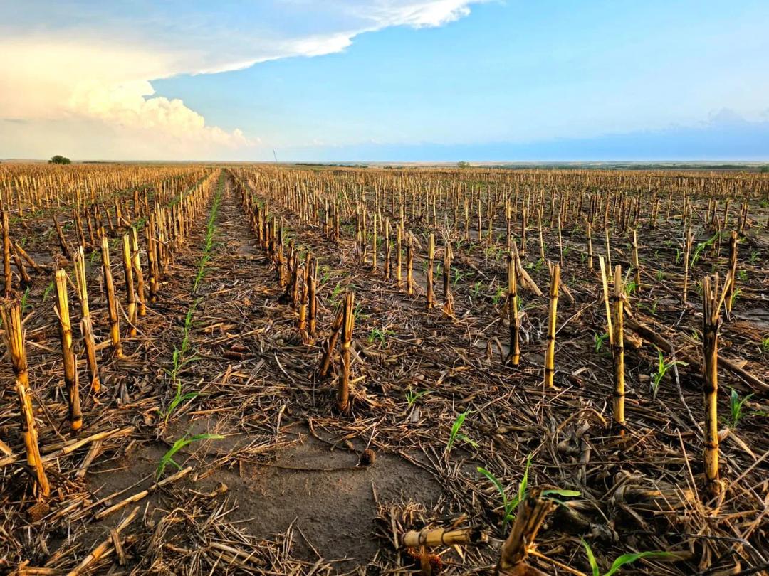 Quality Cropland with Cash Lease Agreement & Mostly Class 2 Soils