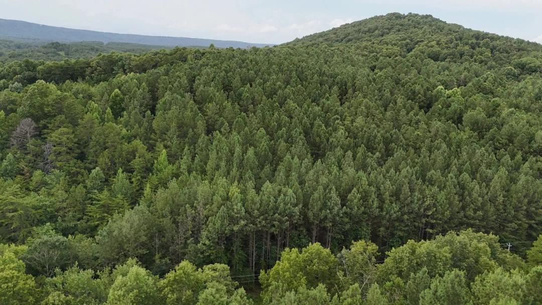 Pine Ridge Tract #5 – Rural Living on 5.30 Unrestricted Acres
