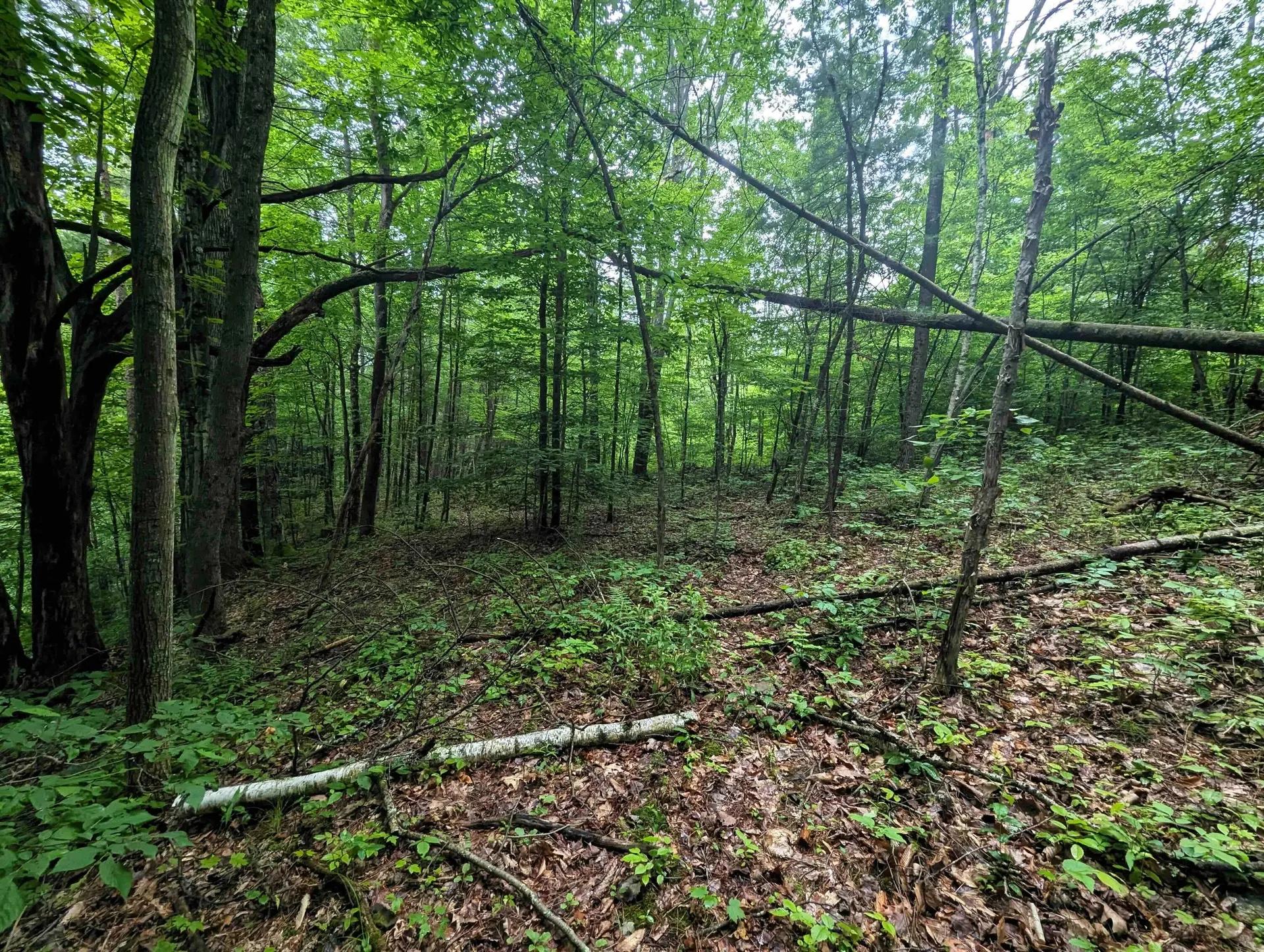 23955884-5
