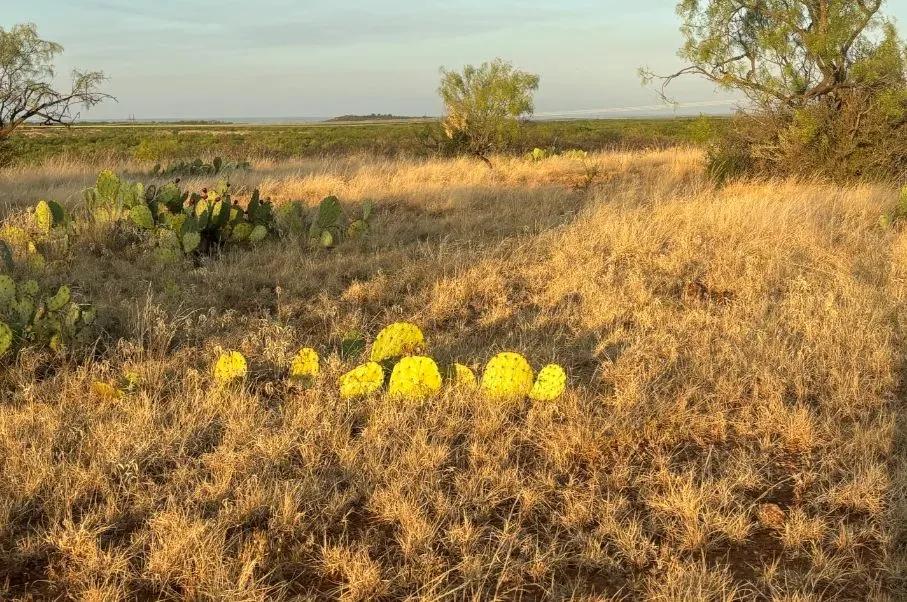 McShan Ranch