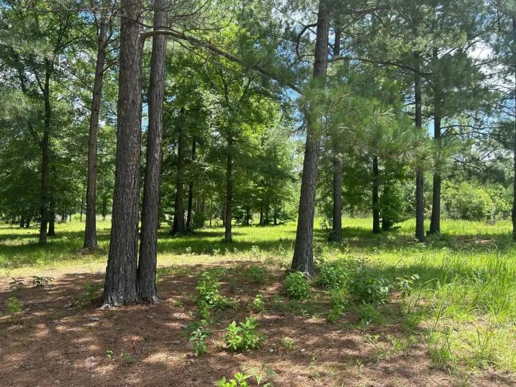 PIKE ROAD 13.45 +/- ACRE ESTATE LOT