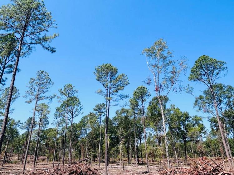 16.51 Acres at 0 Hicks/ Suggs Mill Pond Road