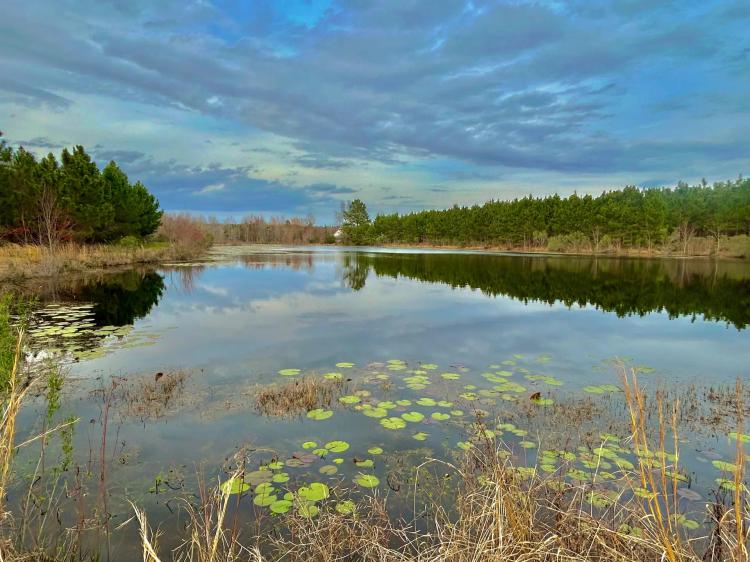 101 Acres in Ben Hill County, GA 