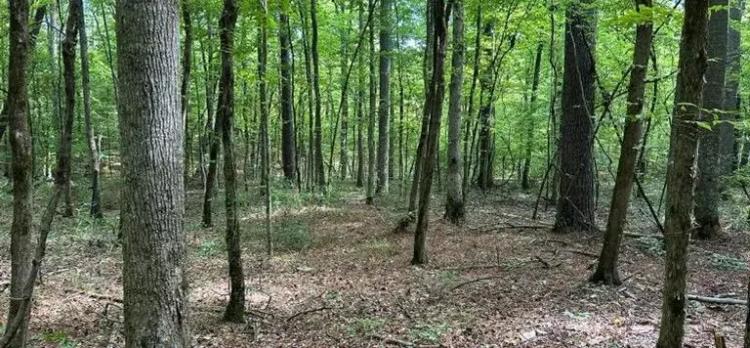 29.3 Acres in Carroll County in West, MS 