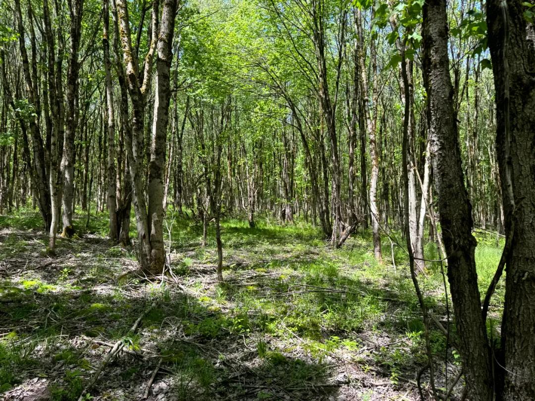Hunting Land Near Oneida Lake