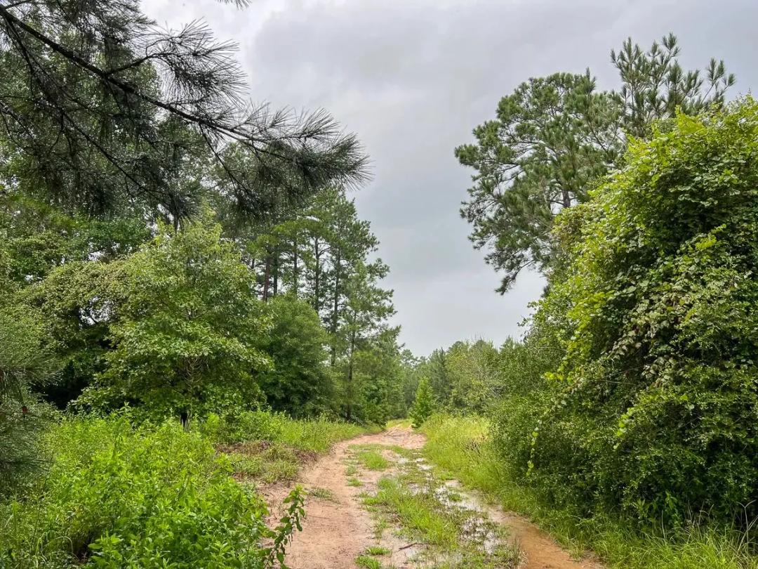 53 Acres | T-1 | Off County Road 2064 | 01253