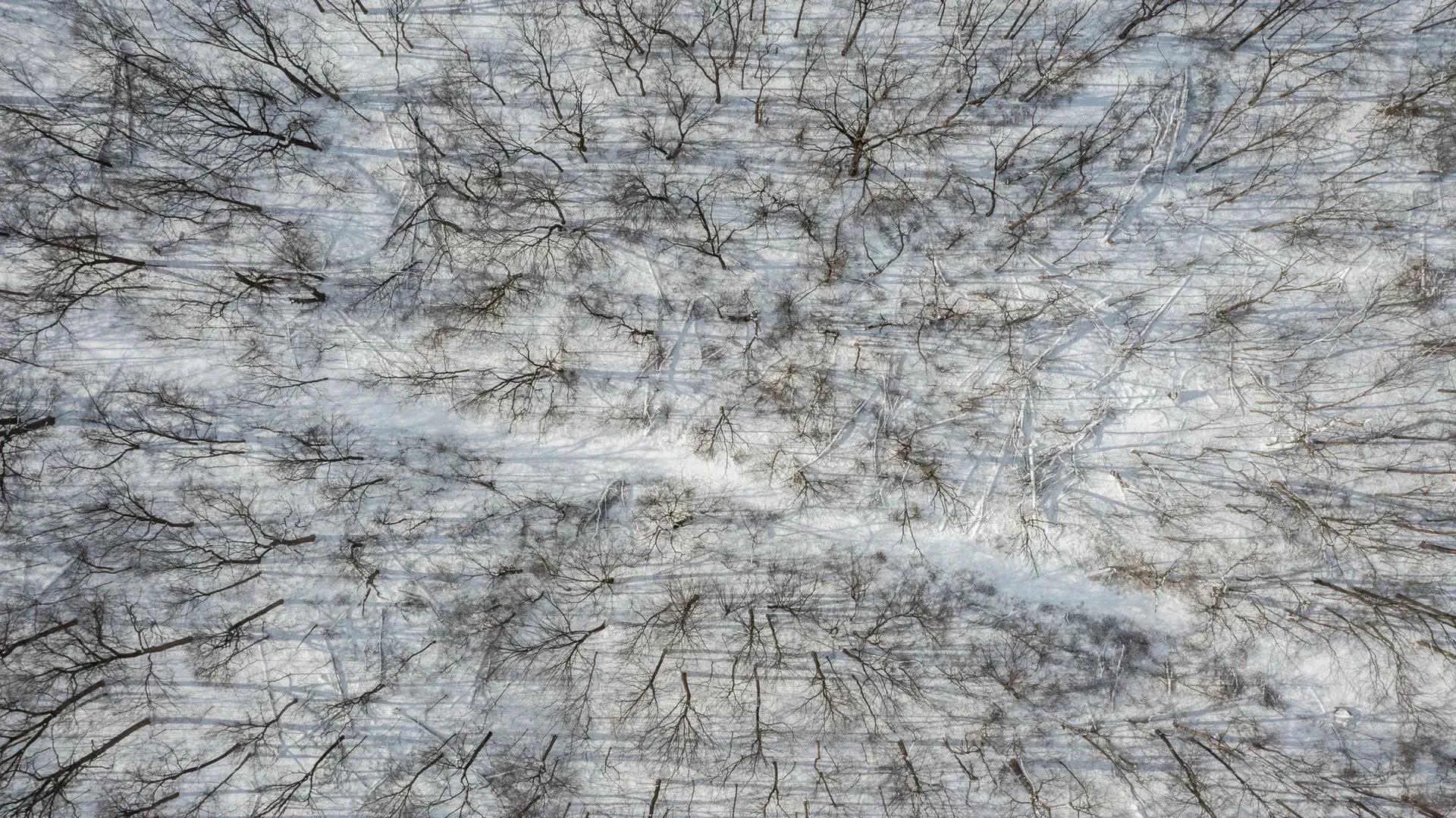 25040697-31