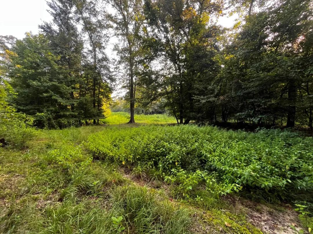 120 Acres in Claiborne Parish, LA 