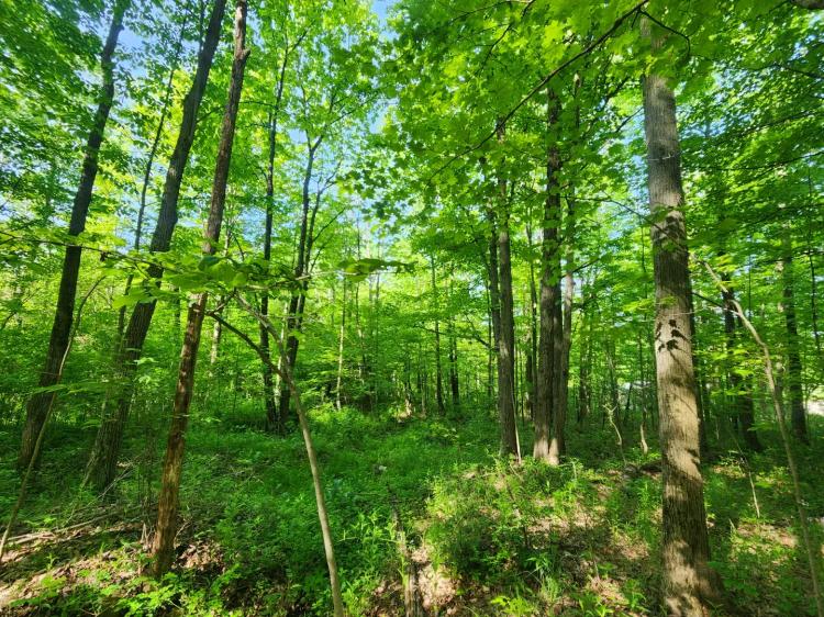 Chemung County Hunting Property