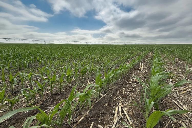 North Central Yuma County Pivot