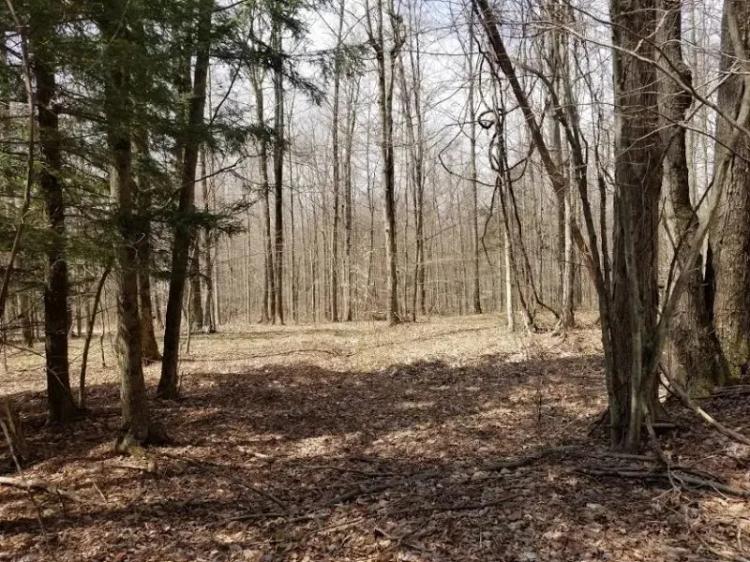 150 acres Timberland and Hunting Land in Erin NY Bryan Road