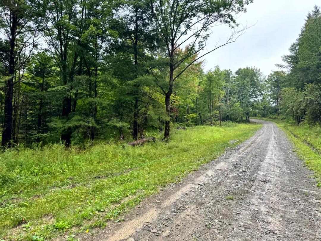 Southern Tier Woodlands