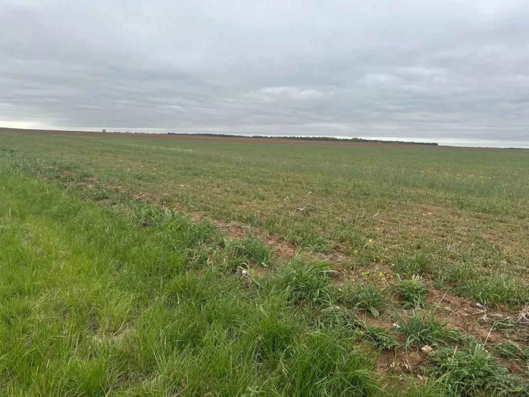 NEW LISTING!! 13.4 +/- Ac TBD FM 126 (TR 1), JONES COUNTY