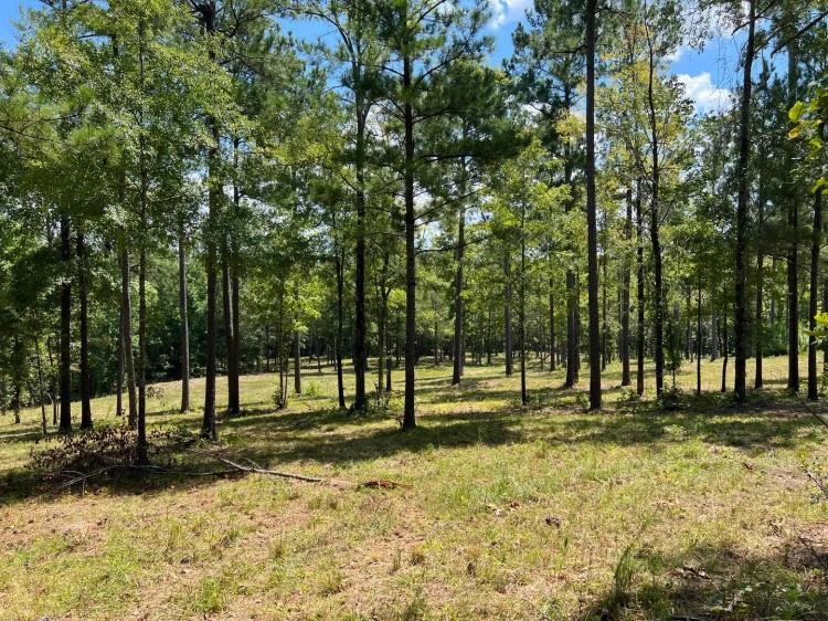91 Acres/ Chelsea Schools