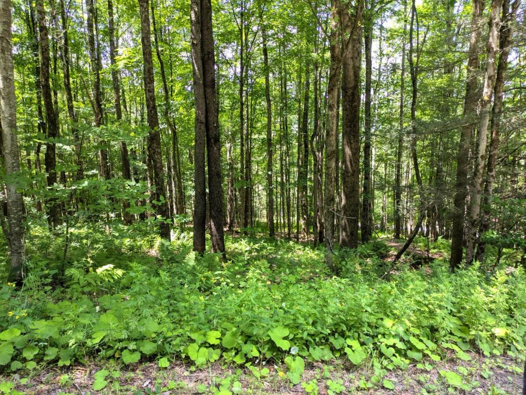 Private Double Lot in a Secluded Subdivision