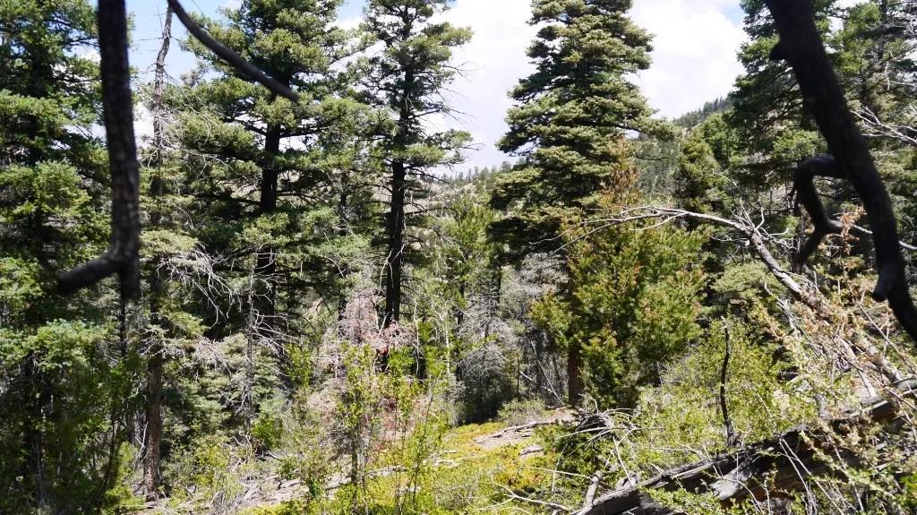 Sangre  De Cristos Mountains land.  Treed parcel. Diversified terrain