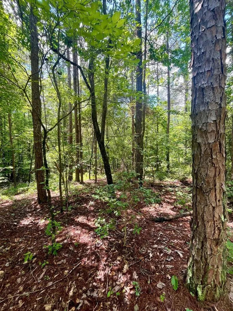 6+/- Acres in Randolph County, AL