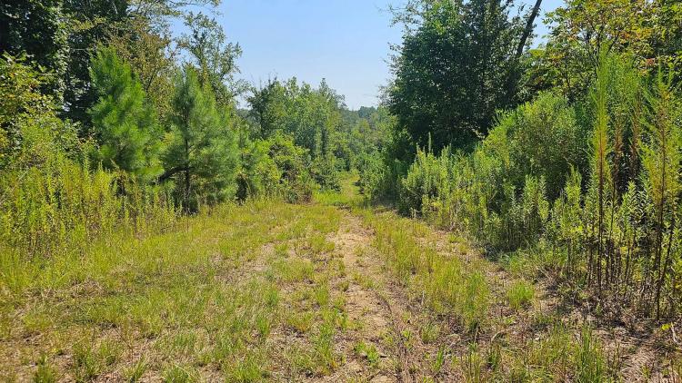 225 Acres in Holmes County, MS