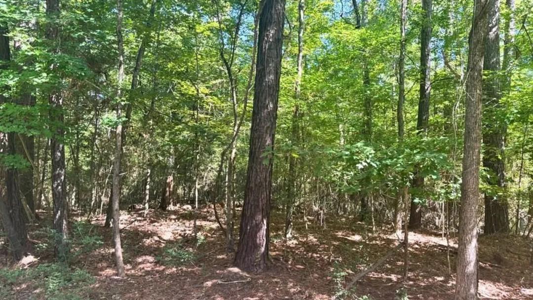 Lot 1 &2 Pine St Broaddus, TX 75929