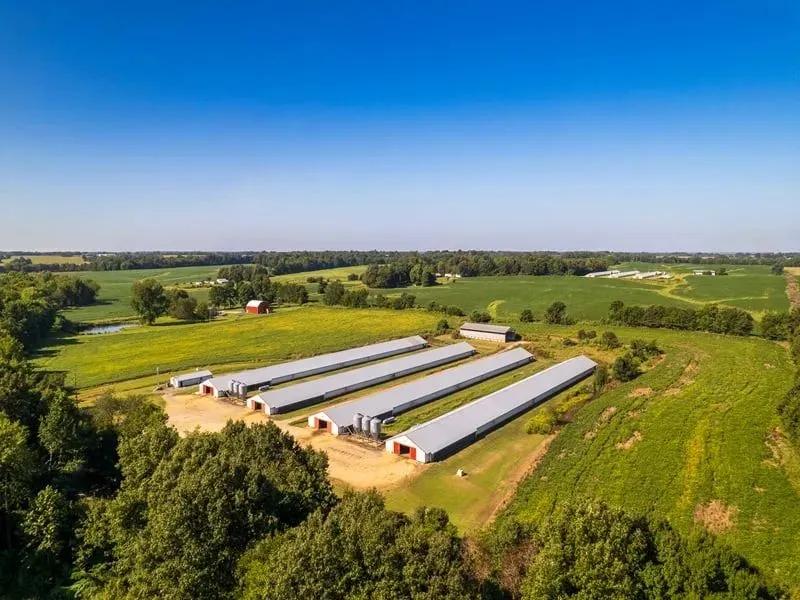 Feezor Broiler Farm – Four House Farm in Hickman Co., Kentucky