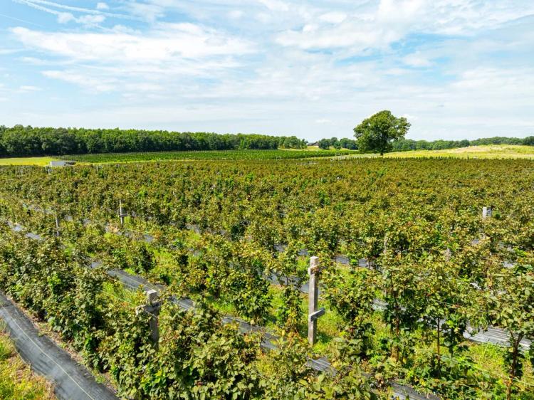 135 +/- Acre Organic, Working Blackberry Farm, Office, Equipment, Sherwood, Arkansas
