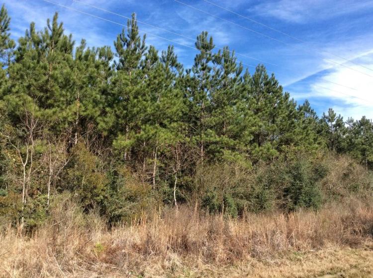 HWY 10 Tract, Allen Parish, 16± Acres