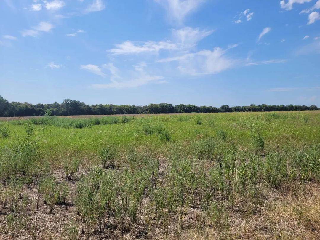 Open Country Acreage, Clarksville, TX, Red River Co, NE TX