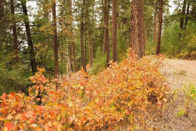 67.00 Acres at  Hwy ID 21 at 33 Mile Marker