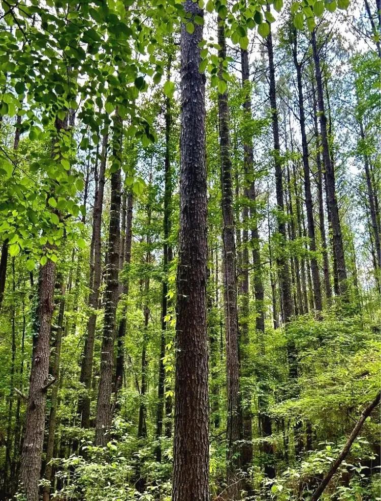 165 Acres in Attala County in Goodman, MS 