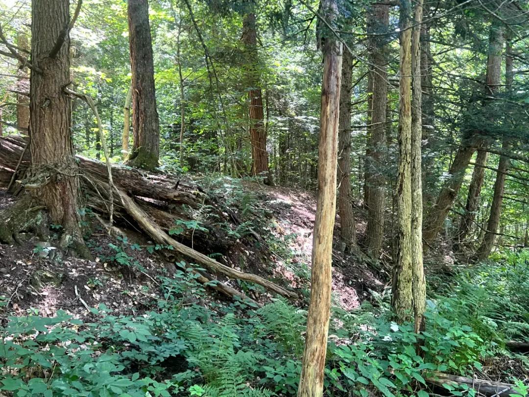Brookside Woodlands with Direct Trail Access